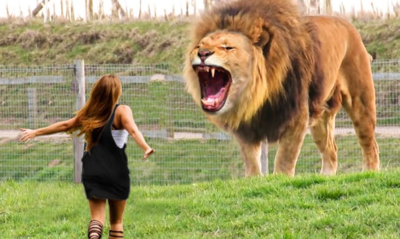 Girl Reunites With Pet Lion After 9 YEARS..