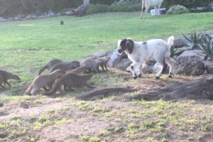 Group Of Mongoose Chase Goat At Rescue Centre