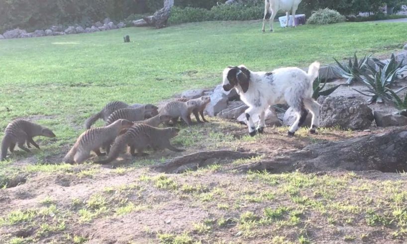 Group Of Mongoose Chase Goat At Rescue Centre