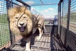 Grumpy Lions and Other Animals | The Lion Whisperer