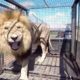 Grumpy Lions and Other Animals | The Lion Whisperer