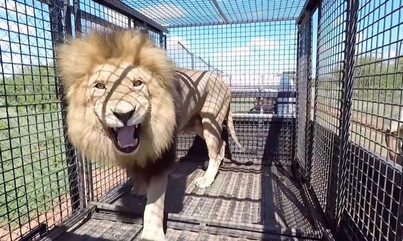 Grumpy Lions and Other Animals | The Lion Whisperer