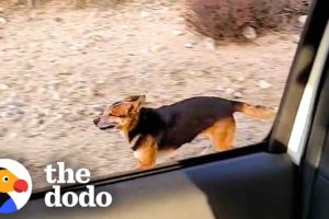 Guy Spends A Year Winning Over Feral Dog In The Desert | The Dodo Heroes