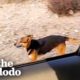 Guy Spends A Year Winning Over Feral Dog In The Desert | The Dodo Heroes