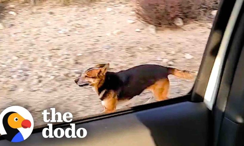 Guy Spends A Year Winning Over Feral Dog In The Desert | The Dodo Heroes