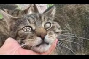 HUH ! ! Stray Cat Rescued Mangoworms & Parasites! RESCATE ANIMALES 2021 猫からワームを取り除く