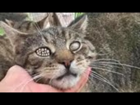 HUH ! ! Stray Cat Rescued Mangoworms & Parasites! RESCATE ANIMALES 2021 猫からワームを取り除く