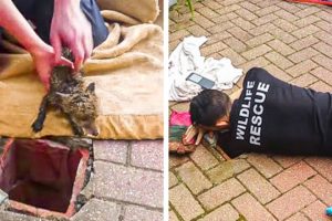 He Reached Into a Drain To Rescue a Trapped Creature, But Wait Till You See What’s Behind Him