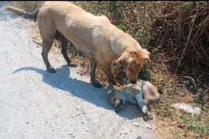 Heartbreaking story of Homeless Mother and Puppies Abandoned under Bush Beside Road