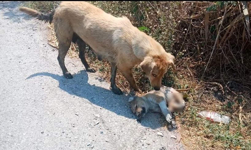 Heartbreaking story of Homeless Mother and Puppies Abandoned under Bush Beside Road