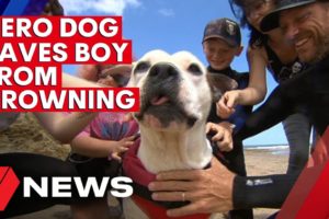 Hero dog rescues boy from drowning in Adelaide’s south | 7NEWS