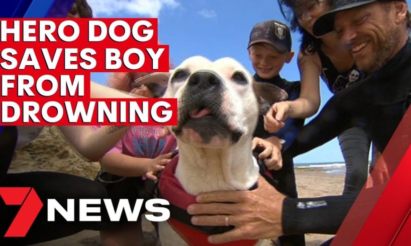 Hero dog rescues boy from drowning in Adelaide’s south | 7NEWS