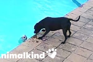 Hero dog rescues pup from drowning | Animalkind