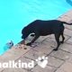 Hero dog rescues pup from drowning | Animalkind