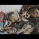 Heroic Dog Rescues Kittens Dumped in Traffic   Life With Dogs.flv
