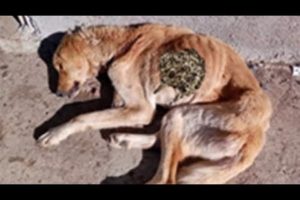 Homeless Poor Dog Rescued From Mangoworms & Parasites! RESCATE ANIMALES 2021 猫からワームを取り除く