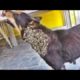 Homeless Stray Dog Rescued From Mangoworms & Parasites! RESCATE ANIMALES 2021 猫からワームを取り除く
