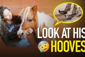 Horse Shelter Heroes | S2E38 | AUCTION EPISODE