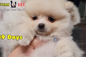 How 89 days old baby puppy look like – Cutest puppies You have seen ever