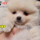 How 89 days old baby puppy look like – Cutest puppies You have seen ever