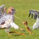 How Do Hawks Hunt A Giant Snakes ? Wild Animal Fights