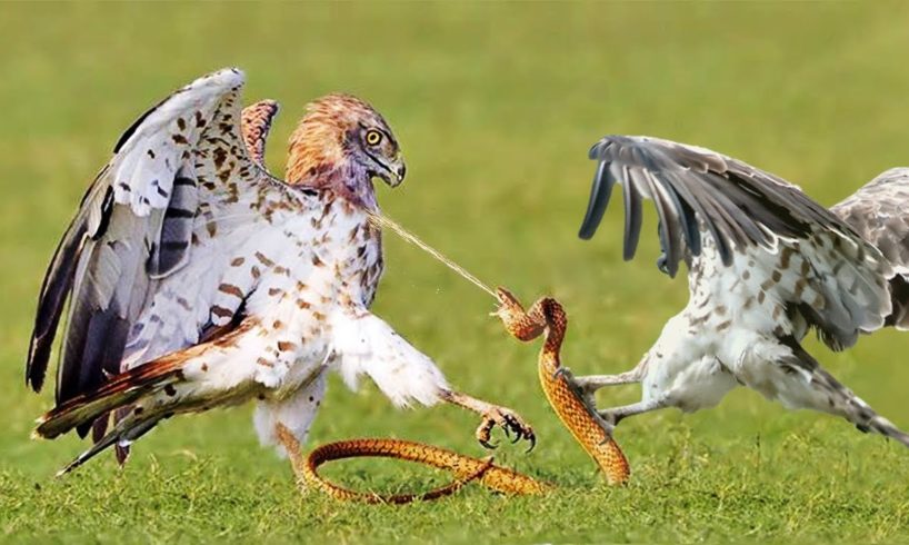 How Do Hawks Hunt A Giant Snakes ? Wild Animal Fights