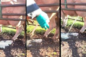 Huge Abscesses On Bull - animal rescue