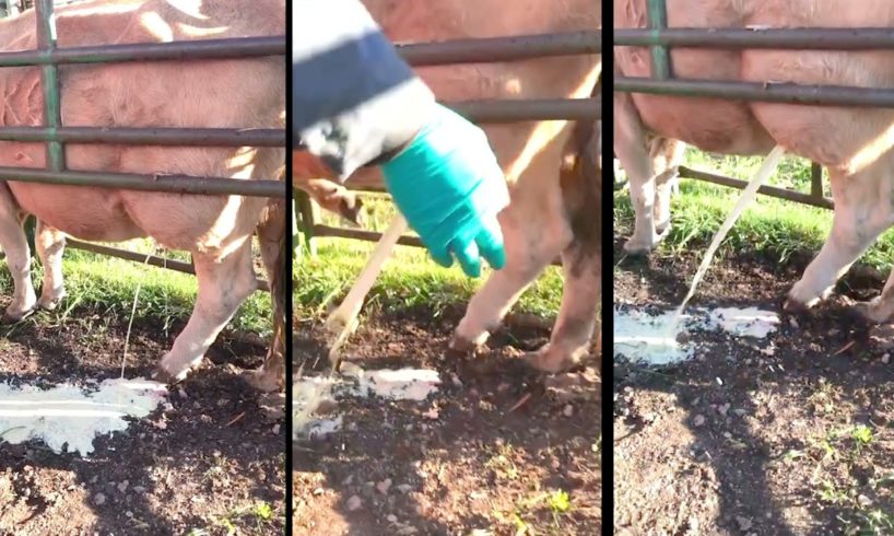 Huge Abscesses On Bull - animal rescue