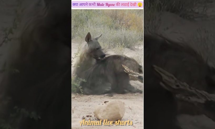 Hyena के बीच खूनी लडाई । Male Hyena Fight For Territory #shortsvideo #hyena #hyenafight #animal