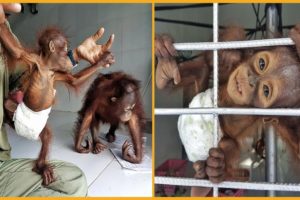 🦧 Infant Orangutans Rescued From Cages ❤️ Life Comedy