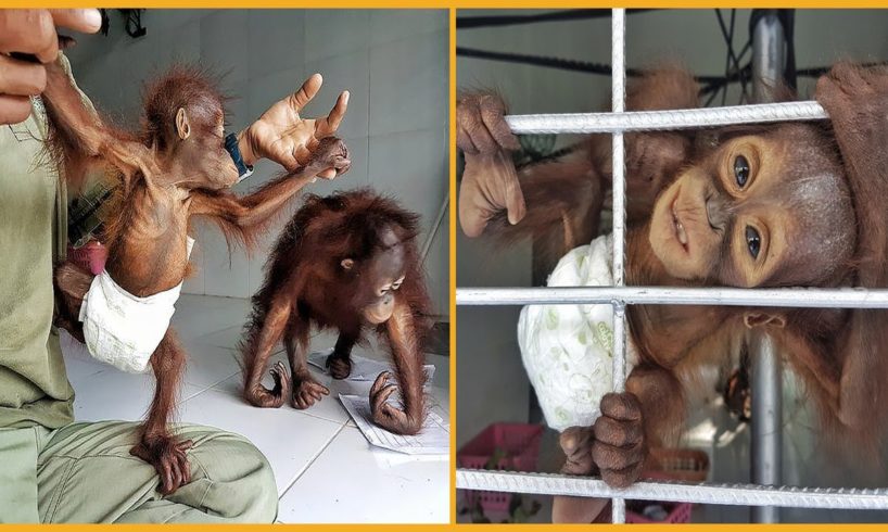 🦧 Infant Orangutans Rescued From Cages ❤️ Life Comedy