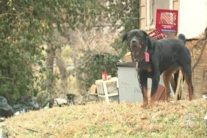 Kansas City area animal rescue plans to build 100 self-sustaining dog homes for strays