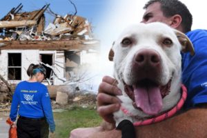 Kentucky tornado: Helping animals in urgent need