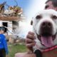 Kentucky tornado: Helping animals in urgent need