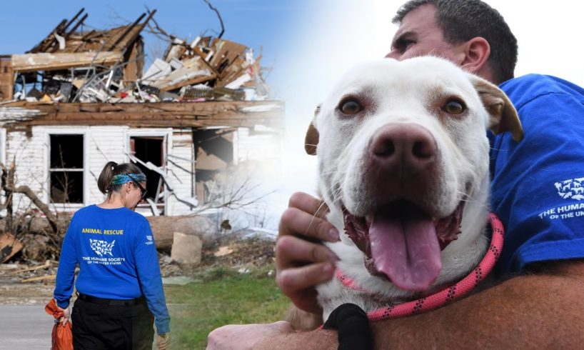 Kentucky tornado: Helping animals in urgent need