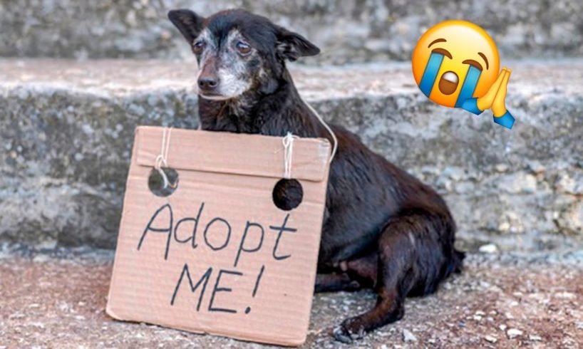 Kind Stories About Stray Dogs Who Have Found A Good Family 🥰