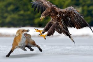 King Eagle Hunting Fox In The Snow- Wild Animal Fights