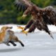 King Eagle Hunting Fox In The Snow- Wild Animal Fights