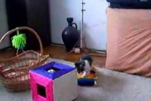 Kittens playing, funny animals, cats