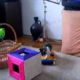 Kittens playing, funny animals, cats