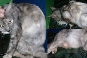 Kucing Jalanan Kelaparan sedang Menyusui | Street Cat Rescue