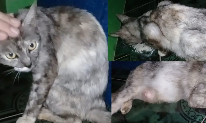 Kucing Jalanan Kelaparan sedang Menyusui | Street Cat Rescue