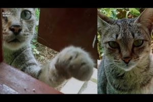 Kucing Jalanan Menangis Minta Makan | Kucing Lapar | Street Cat Rescue