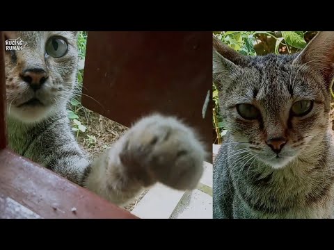 Kucing Jalanan Menangis Minta Makan | Kucing Lapar | Street Cat Rescue