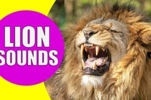 LION SOUNDS | Learn Animals with Kiddopedia #Shorts