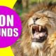 LION SOUNDS | Learn Animals with Kiddopedia #Shorts