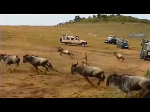 Lion vs Leopard - Most Amazing Moments Of Wild Animal Fights - Wild Discovery Animals 2021