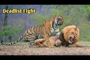 Lion vs Tiger | tiger vs lion | 1 tiger vs 3 lion #animals #fight #shorts