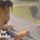 Lovable Pittie Puppy Befriends An “Aggressive” Senior Pittie | The Dodo Pittie Nation