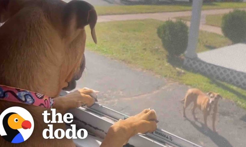 Lovable Pittie Puppy Befriends An “Aggressive” Senior Pittie | The Dodo Pittie Nation